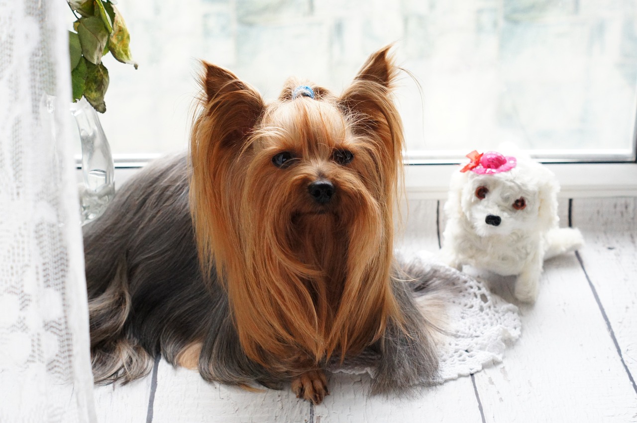 Tips for Grooming Multiple Pets at Home